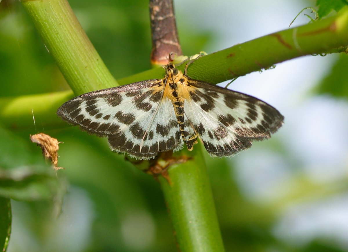 Tonight's Moth from the @E17Wetlands : A Small Magpie.
A new one for me here, got stung by the large nettles a number of times but worth it... 
#moths #NaturePhotography