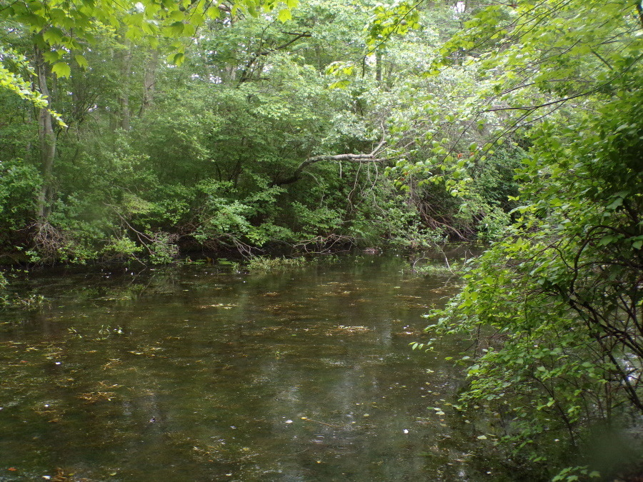 aviculor's tweet photo. My name is Rob and my hobby is I go to the swamp and I look at bugs https://t.co/yYPd3E7x9R