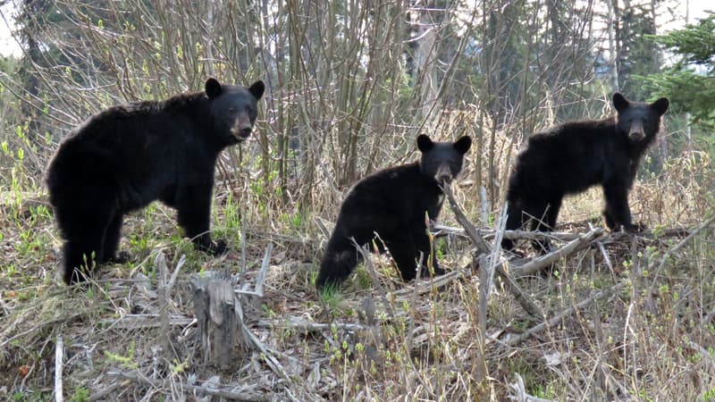 Nancy and Jim have driven thousands of miles seeking out #wildlife as they travel in their <a href="/capricamper/">Capri Camper</a>.  

#CapriCamper #roadtrip #truckcamper #inthewild #offroad #offgrid #nature

More fun animal photos are in their story.  Check it out: truckcampermagazine.com/camper-lifesty…