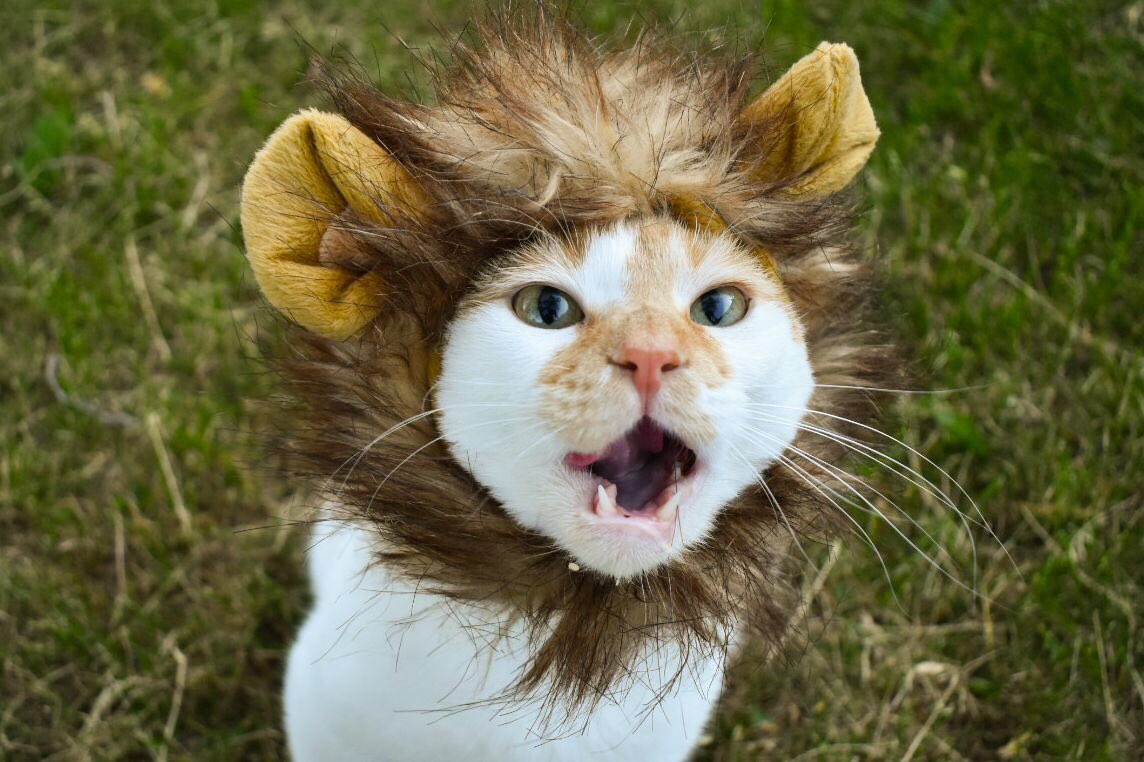 FartyCheddarCat's tweet photo. I’s a lion, 
Hear me RAWRRR!
I is turning 
Big boy four!

#CheddarsBirdieDay 🎂 #BirdieDay 
#Birthday 🎁 #BirthdayBoy https://t.co/WPsDrhf9cJ