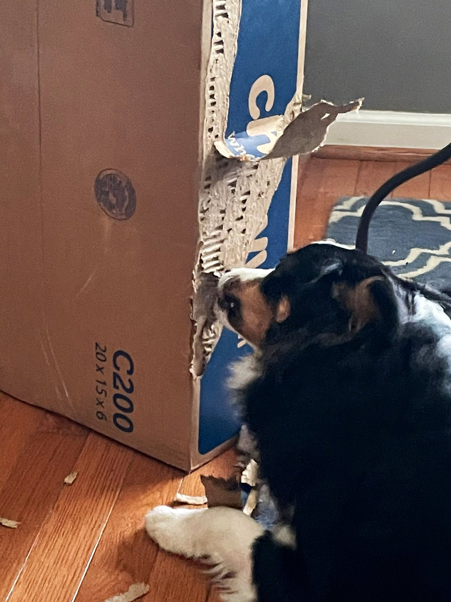 I know this @Chewy box is for me, so they won’t mind if I go ahead and open it... RIGHT?!? 😊😎🐾 #specialdelivery #Dogs #DogsofTwitter #MiniAussie #petsbringustogether