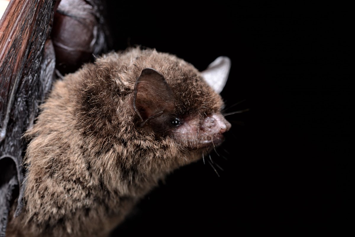 burtonlim's tweet photo. #OpwallGuyana 2013.7.18 - Iwokrama River Lodge - Myotis nigricans, actually probably a cryptic species of vesper bat, the taxonomy in this genus is poorly known - #ROMinthefield - looks like it will be 2 years before we get back to the rainforest of Iwokrama https://t.co/miE8hCnofV
