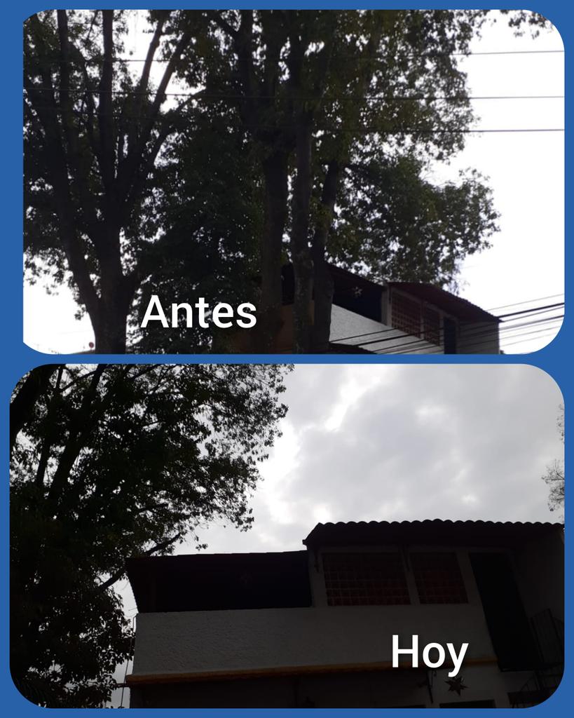 Vecinosgralanay's tweet photo. Muchas gracias @AccionesBJ @STaboadaMx @BJAlcaldia por la poda de copa de árboles en Agustín Gutiérrez 66 Col. General Anaya https://t.co/rw0dNqvmVF