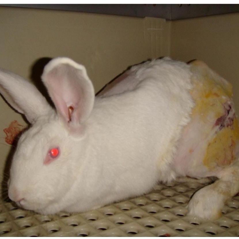 Anna_AIR94's tweet photo. @orsiacademy @The_EARA And you also talk about this?
#RescateVivotecnia #stopanimaltest #CrueltyFree https://t.co/knHsfOFIUk
