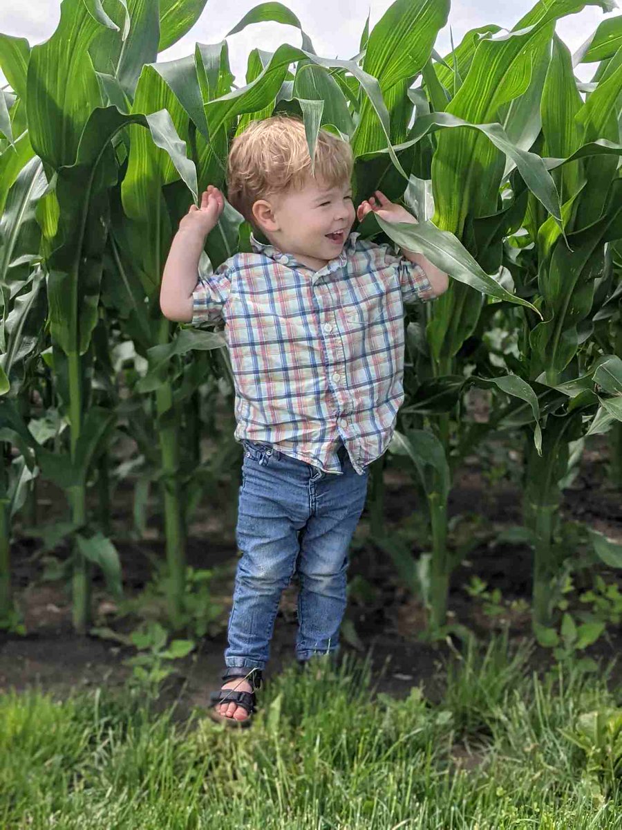 BoersenRoger's tweet image. Way more than knee high this first of July for Remy. Happy Canada Day to all my dairy friends