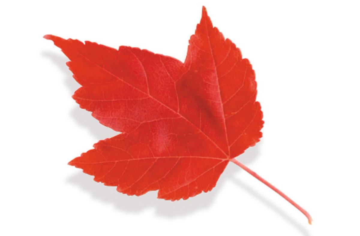 IBACanada tweet media