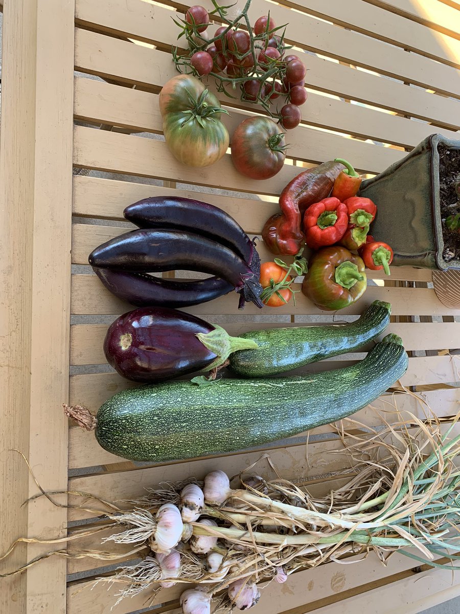 LukeMat91's tweet image. Veggie harvest to kick off the morning.