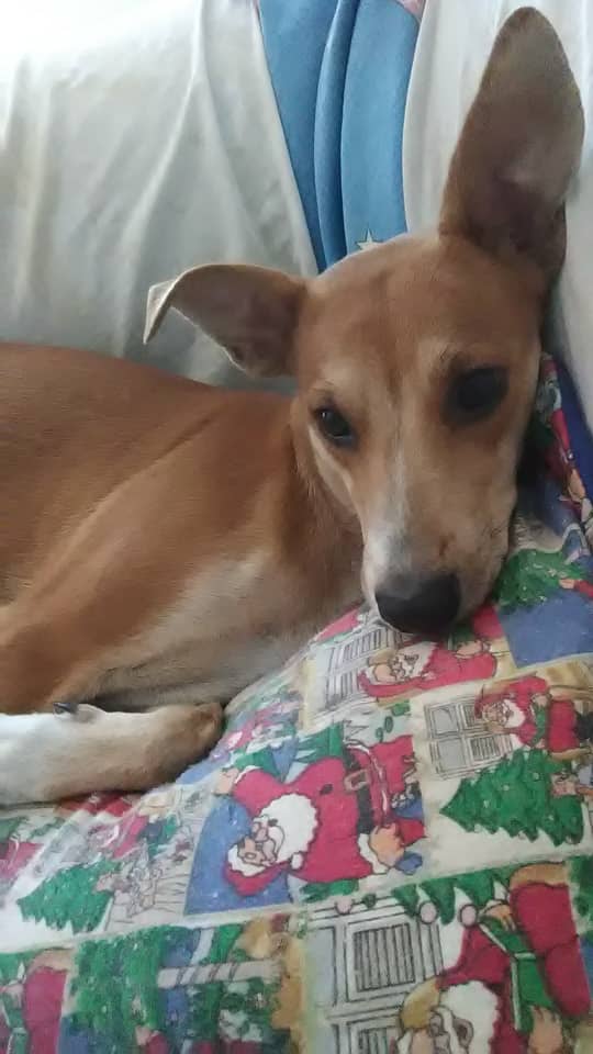 __c3s4r__'s tweet photo. Se robaron la perrita de mi casa en Barcelona Anzoátegui, si saben algo o la ven en la calle porfa avisen al WhatsApp 0424-8734399, ayúdenme con un RT por favor 🙏 https://t.co/mdWDb7MLBi