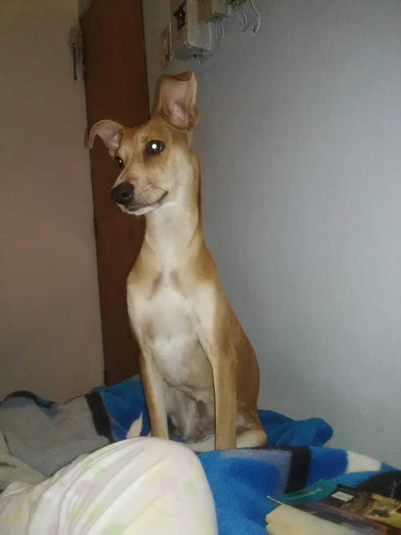 __c3s4r__'s tweet photo. Se robaron la perrita de mi casa en Barcelona Anzoátegui, si saben algo o la ven en la calle porfa avisen al WhatsApp 0424-8734399, ayúdenme con un RT por favor 🙏 https://t.co/mdWDb7MLBi