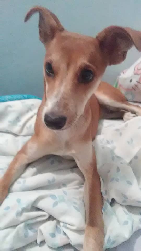 __c3s4r__'s tweet photo. Se robaron la perrita de mi casa en Barcelona Anzoátegui, si saben algo o la ven en la calle porfa avisen al WhatsApp 0424-8734399, ayúdenme con un RT por favor 🙏 https://t.co/mdWDb7MLBi