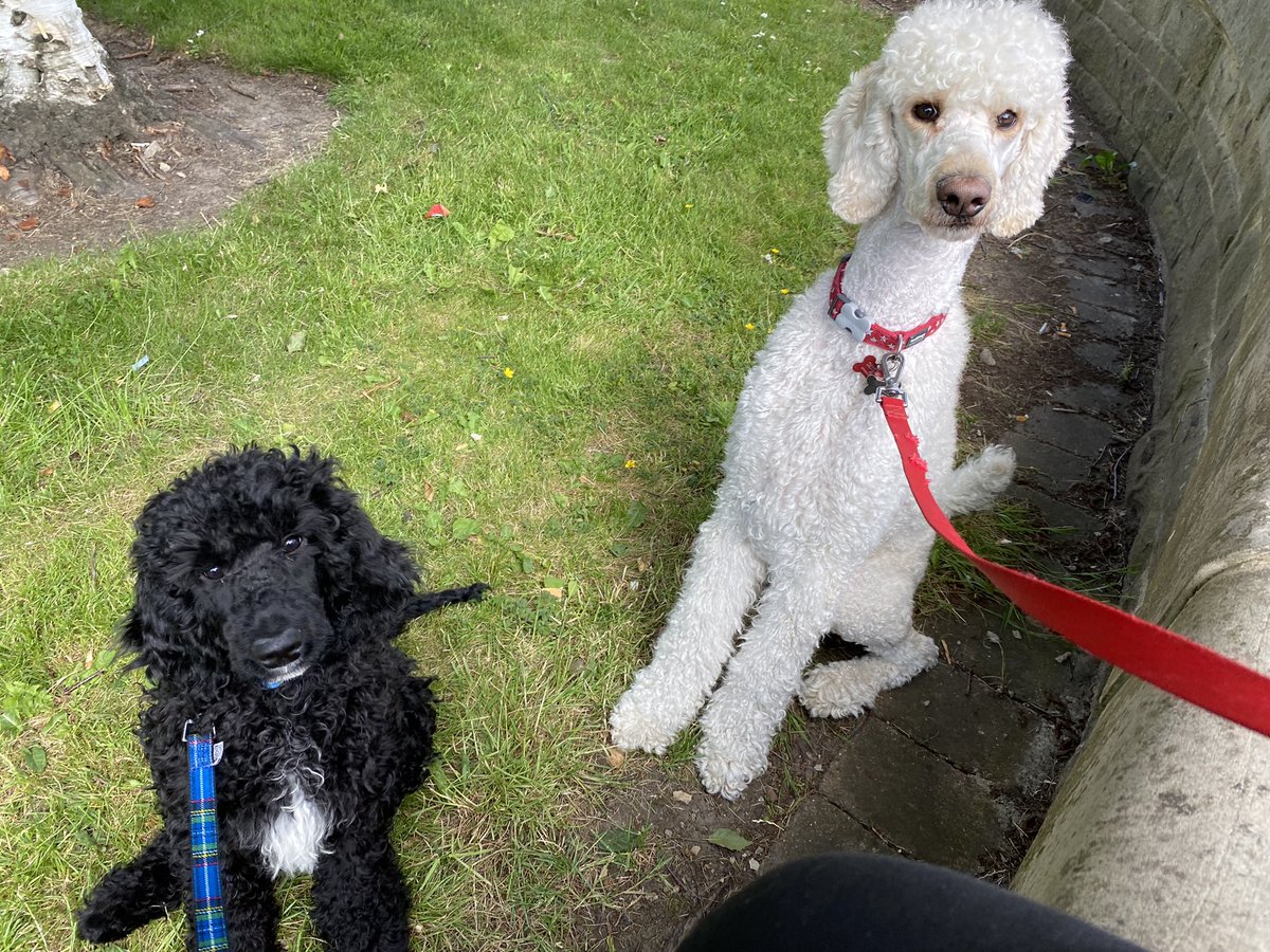 StarIightSophh's tweet photo. @crossingcasey @animalcrossing Add these poodles too please Isabelle! https://t.co/yoIFTdcqLL