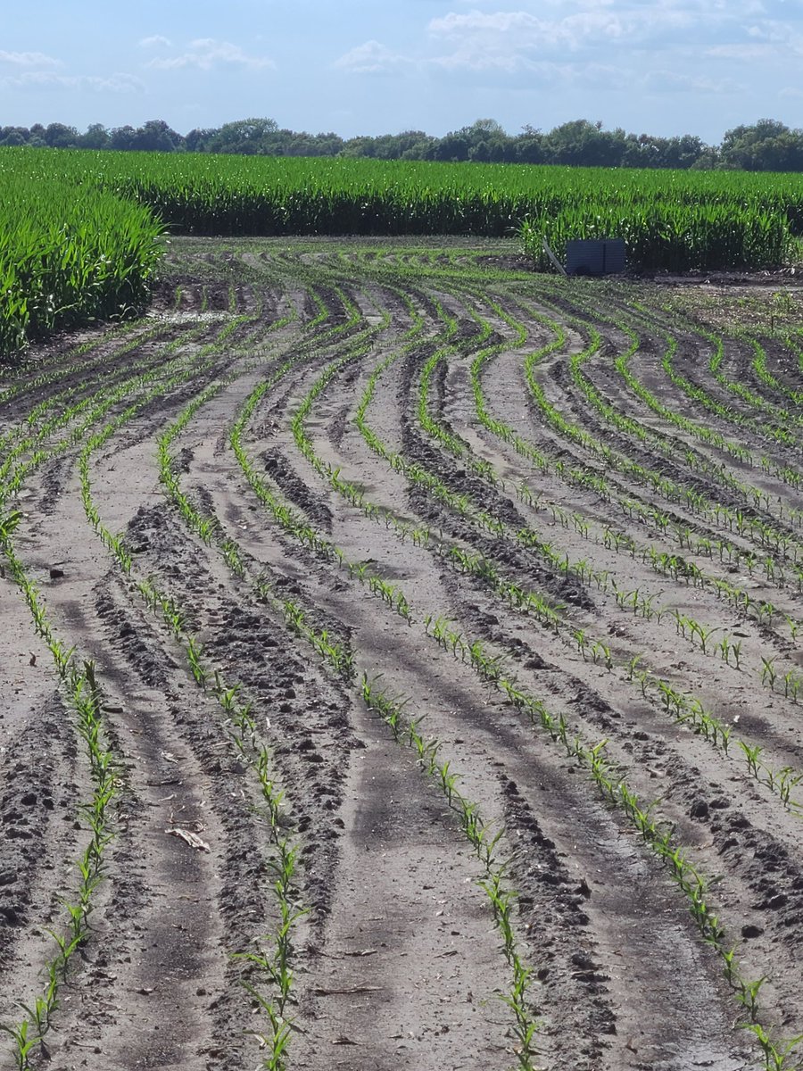 LoneOakFmr's tweet image. These guys do good work. Digger Enterprises Pemberton MN. We have sand pockets at 3' hard to lay big mains (30") properly. These guys have the right stuff #draintile #doitrightthefirsttime