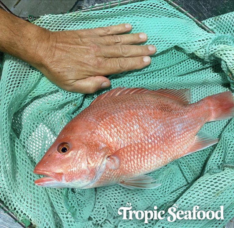 One of the many experiments in progress at Tropic Seafood inside our aquaculture research center in Nassau, Bahamas, involves feeding a group of American Red Snapper a diet which consists solely of shrimp heads. Learn more here:
ow.ly/XK5p50Fiv1f