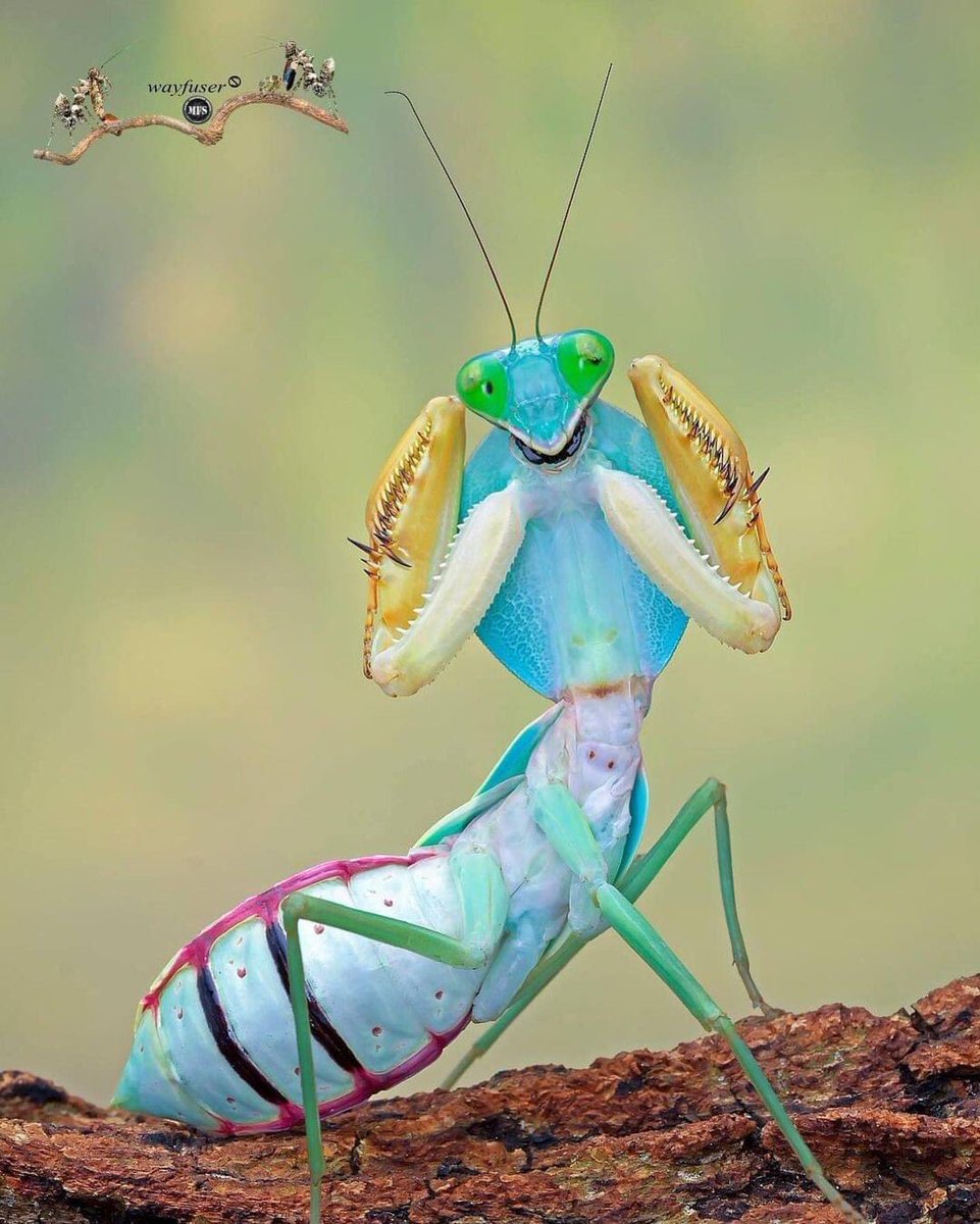 nauka_natura's tweet photo. Taka ładna, kolorowa, kształtna i do wzięcia gotowa 😉
#RhomboderaExtensicollis #giantShieldMantis 
Miłego późnego popołudnia 🌧🏇🏼

📸 via Life on Earth https://t.co/F9UCQqDJne