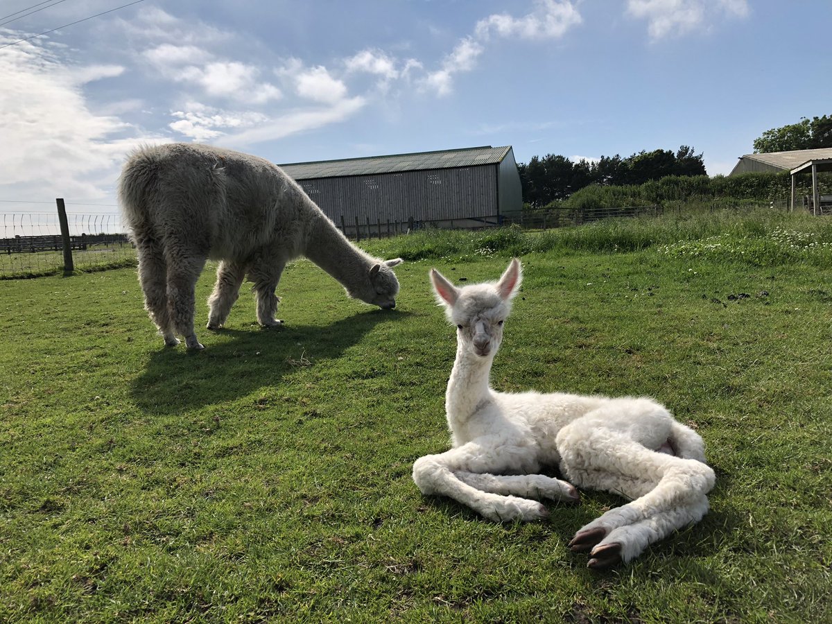 Hall Hill Farm tweet media