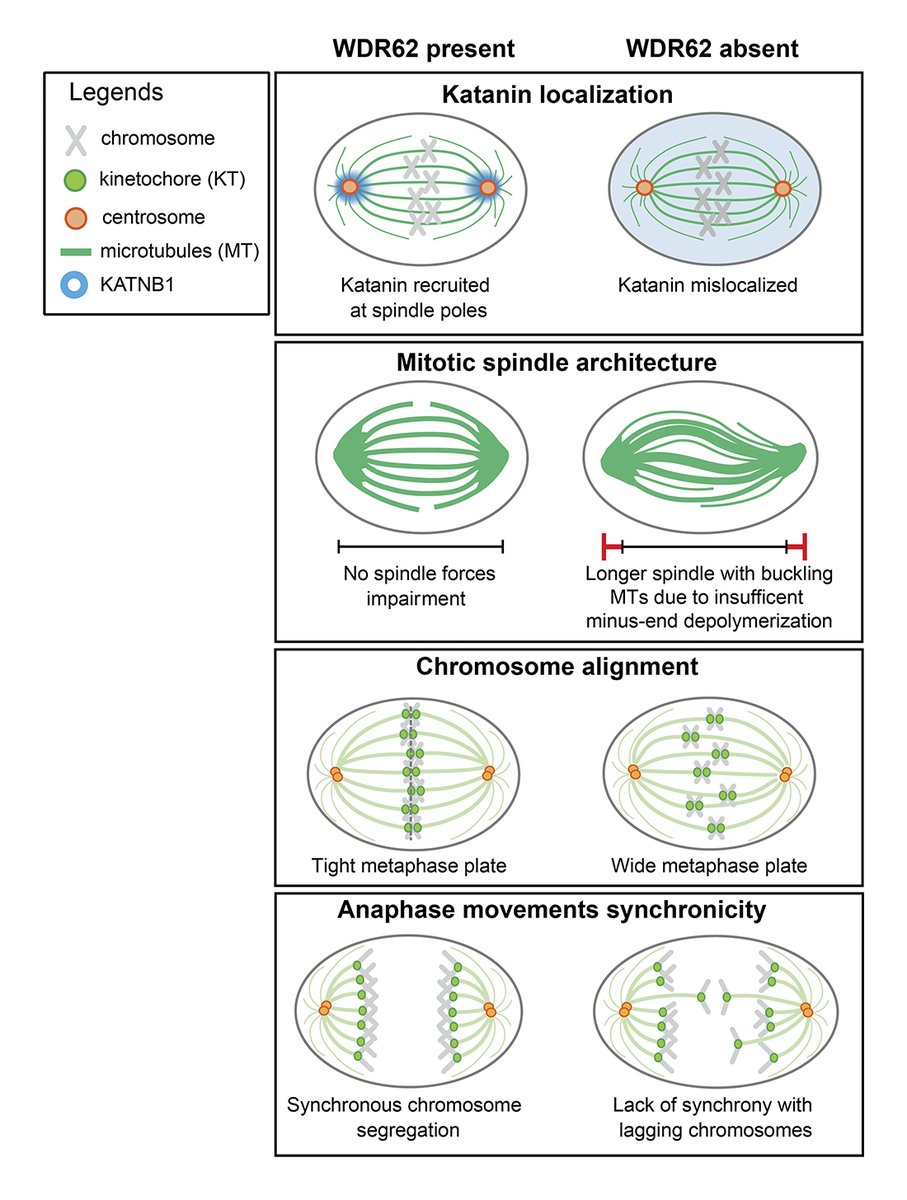 JCellBiol's tweet image. Model shows that WDR62 localizes KATNB1 at spindle poles to ensure synchronous #anaphase. From a study by Amanda Guerreiro, @divanova_1 @LabMeraldi @unige_en and colleagues. bit.ly/2UcCjue
#Cellcycle #Celldivision #Cytoskeleton