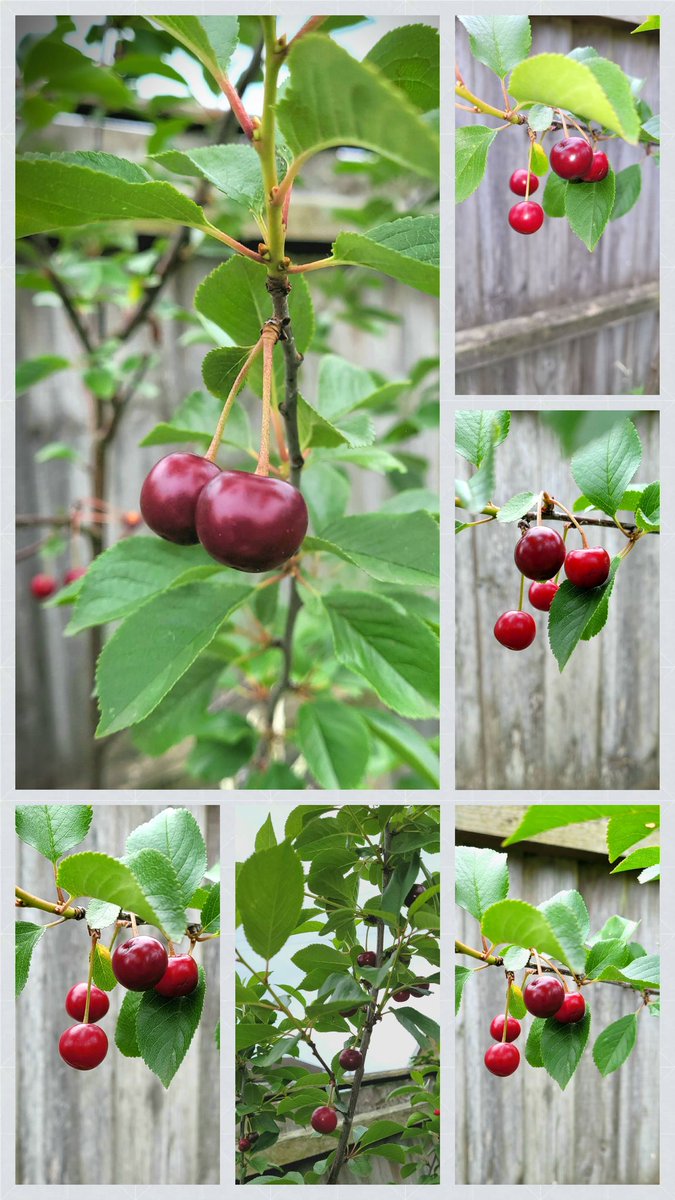 Hey ho, wuay hey, I've got cherries for the first time on my tree! 😁 How delightful!