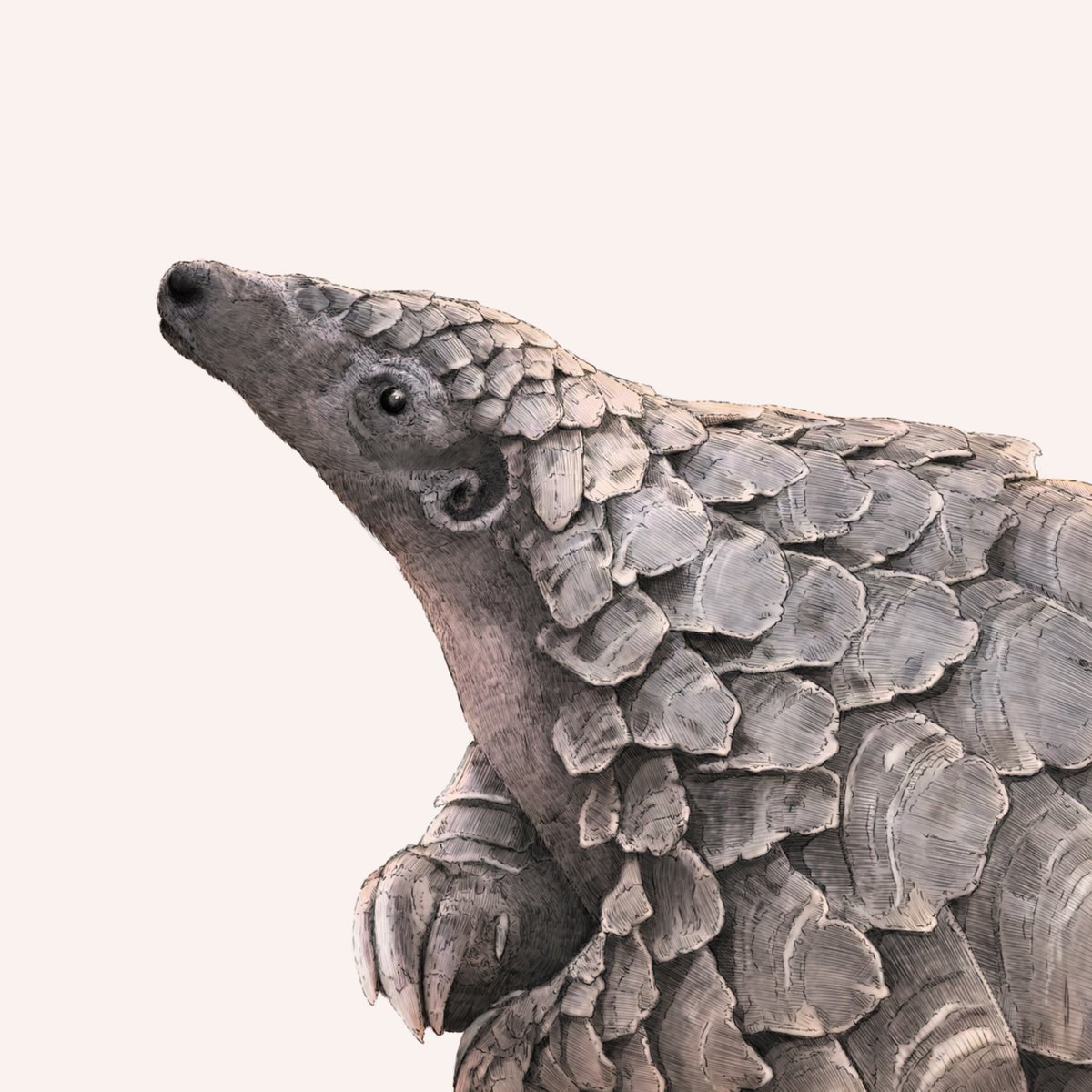 BRillustrations's tweet image. I may have just written a picture book text about Pangolins... I think it&apos;s pretty good, sad but good.

Watch this space.

#BookTwitter