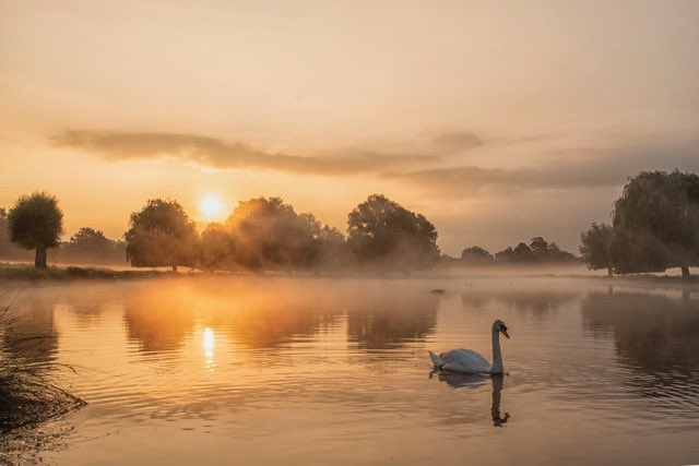 patlinberg's tweet photo. Forty minutes after sunrise in #BushyPark 1.07.21 @TeddingtonNub @SallyWeather @ChrisPage90 @WeatherAisling @TWmagazines @theroyalparks #KeepWildlifeWild #HelpNatureThrive @NatureOfLondon @Visit_Richmond1 https://t.co/ijfMcm52mQ