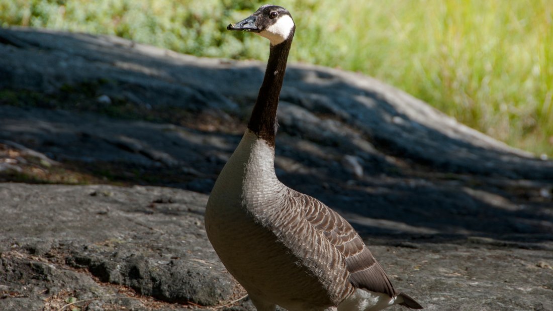 Plastic-Free YYC tweet media