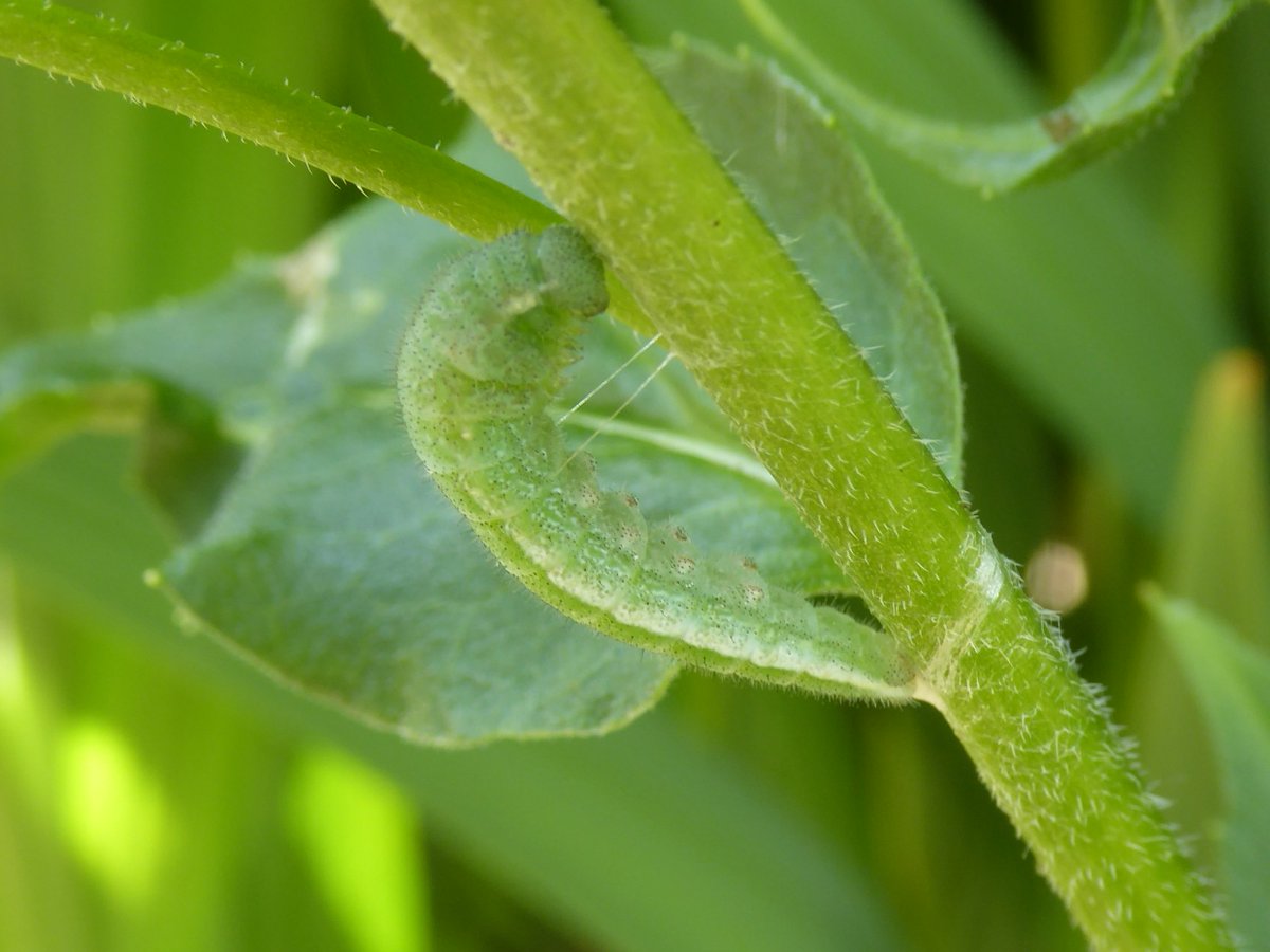 Martin Raper tweet media