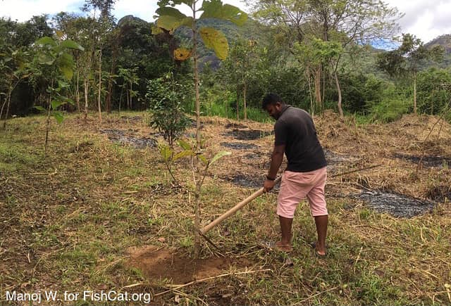 In Sri Lanka, we are partnered with the Gal Oya Lodge and our Restoration Specialist, Upasena, who is working to restore over 17,000 square feet of land. He removed native grasses and replanted native trees that will provide for a more natural habitat for wildlife🐾