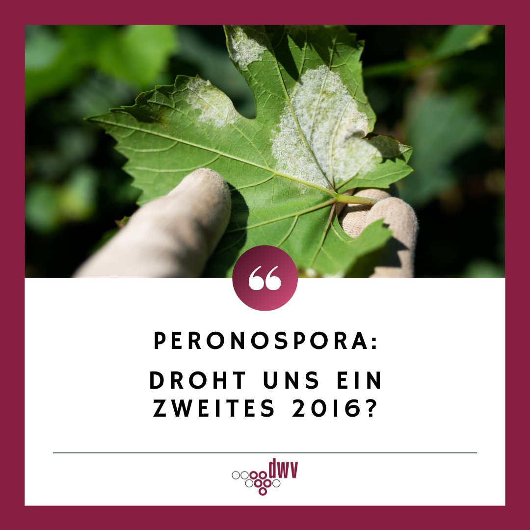 UMFRAGE 🗳 Wie stark sind Sie aktuell von der #Peronospora betroffen?
Hier zur Umfrage: instagram.com/p/CQynLR-jfn0/
