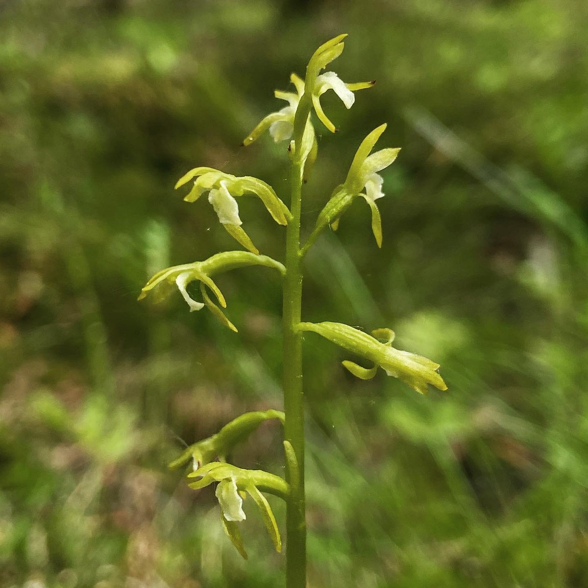 alex ebert tweet media