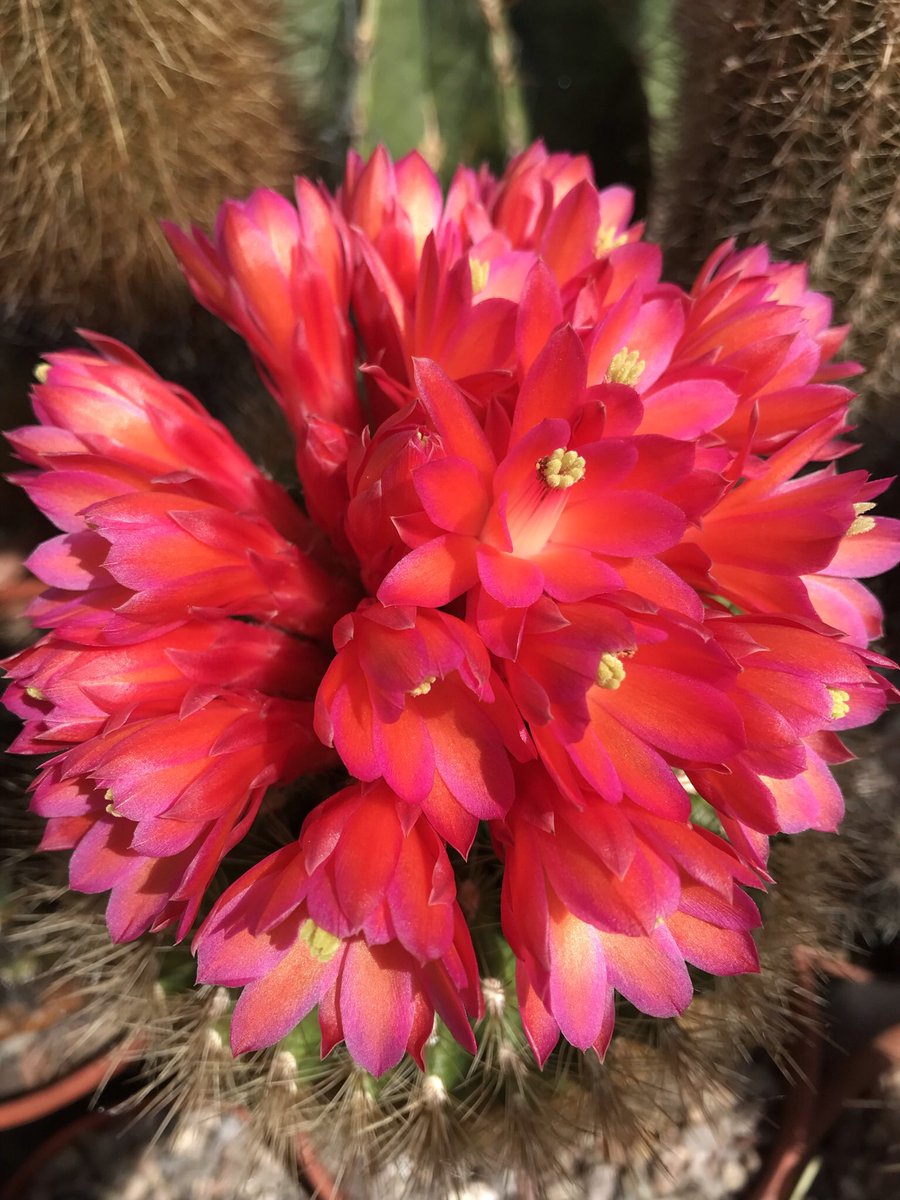 FINALLY! We will be meeting on Friday 9 July at 7.30pm at Shirley House, Psalter Lane, Sheffield S11 8YL for our popular Bring and Buy Auction. Please support us after all this time and pick up a bargain! 🌵