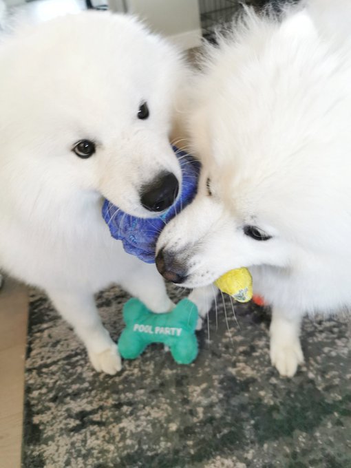 We have the same @barkbox toy! Ours is missing some legs tho ? https://t.co/qZdEsR7e4P