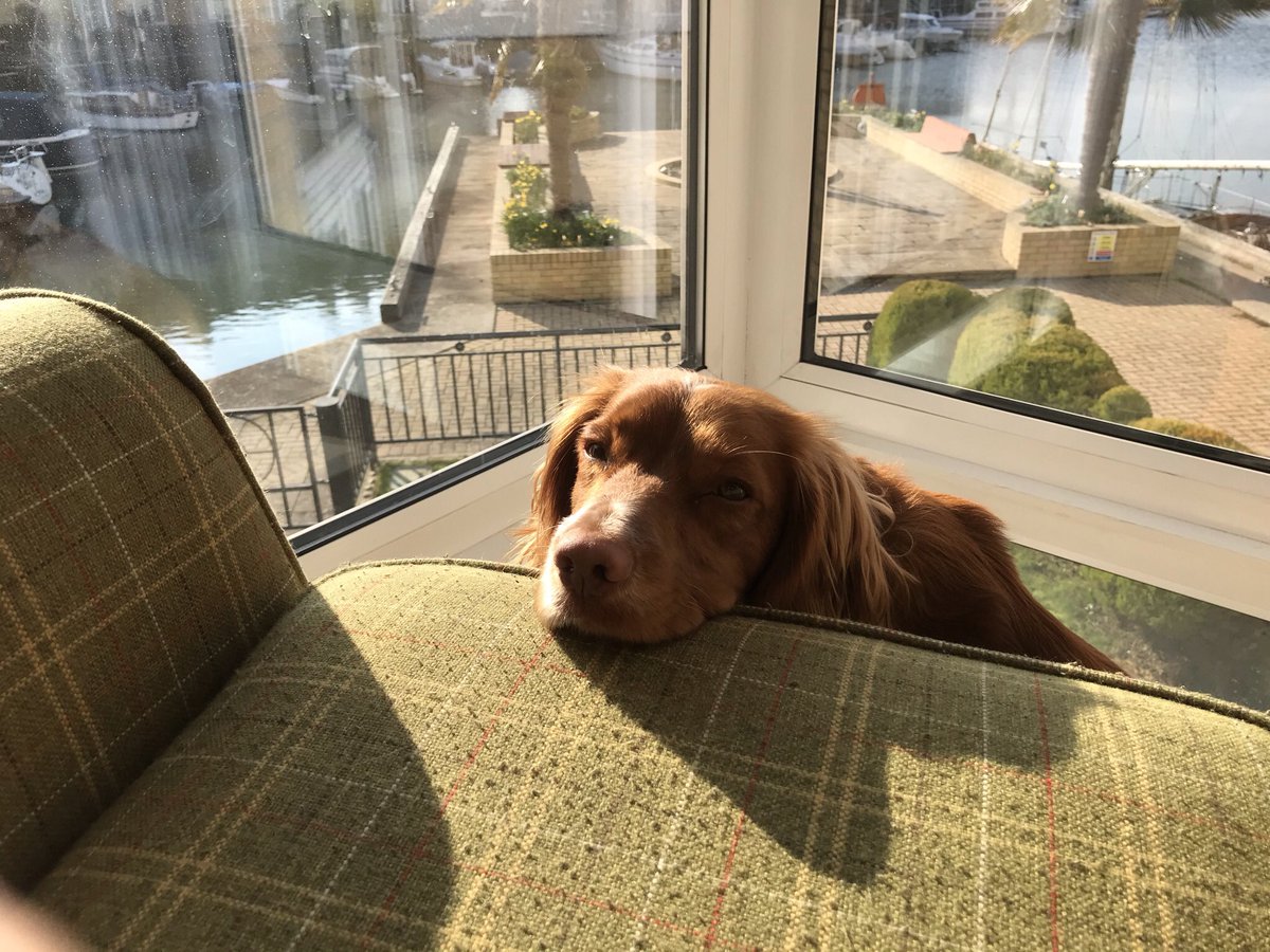 Oops. ‘Splosif dye-rear or summing like that. Just after I came back from swimmin’. I gave myself a big shake and followed through with a small fart. Walls covered like a farmers muck spreader had driven past. Hoodad not happy. Hoomum gagging in corner. #shithappens #barkingmad.