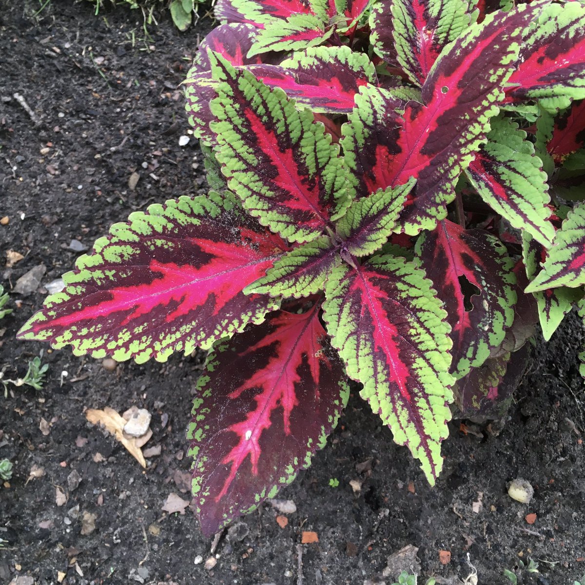 ChanBerenice's tweet photo. The deep pink and purple on these leaves reminds me of the sacred heart of Jesus. The green parts are where that love has won us eternal life through the resurrection.

#contemplativephotography
#mindfulphotography
#catholic
#christian
#Jesus
#sacredheart
#love https://t.co/HCLIb5oMWT