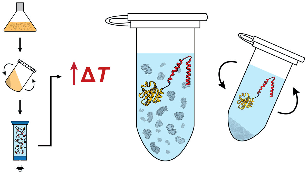 A protein purification method for the summer☀️: Heat treatment 🔥 of Trx  fusions helps increase the sample purity of transmembrane protein  preparations 🧪🧑‍🔬Check it out 👇 https://t.co/KlOgIFI3MS @Schlierf_Lab