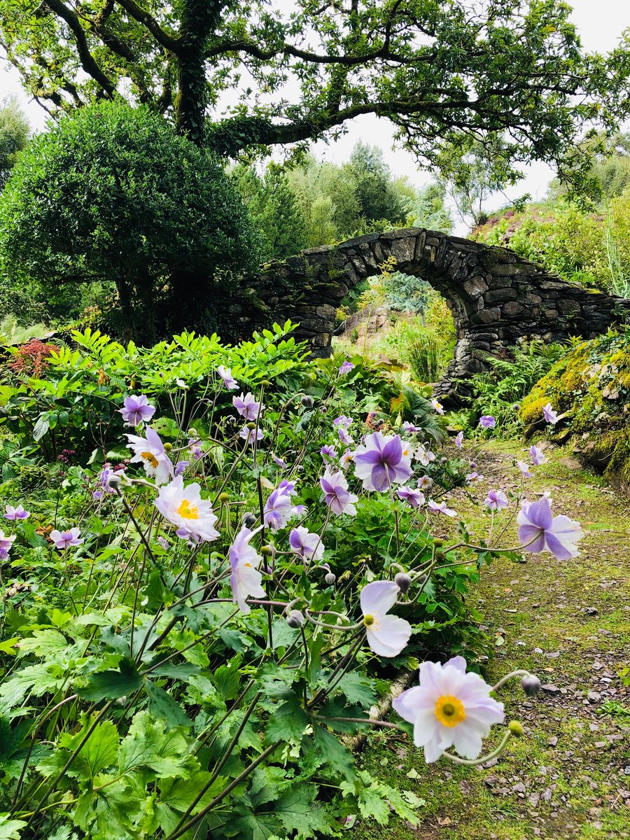 We have 2 gardens on the north of the Beara Peninsula. @derreen2 has over 60 acres of rare and exotic plants, whilst Dawros Gallery & Garden, is set by the Dromoughty River waterfall. @Corkcoco @pure_cork #purecorkwelcomes #westcorkgardentrail #lovegardens @Kenmare_dot_ie https://t.co/zaEeCBiFMS