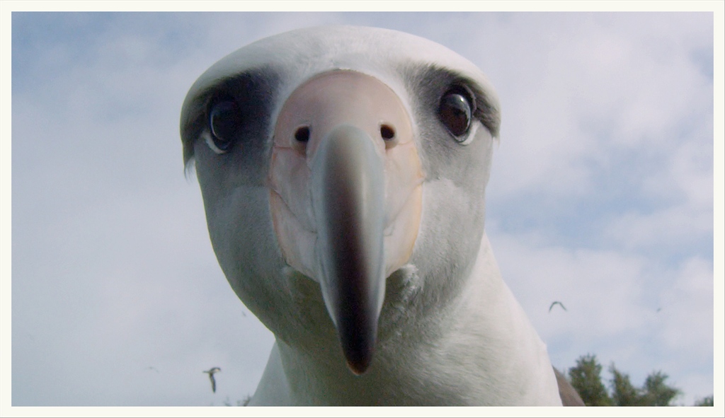 It's #PlasticFreeJuly and we're kicking off with ALBATROSS - a heartbreaking story about a colony of seabirds linked to the darkness of human mass consumption. 

📽️ Watch on EarthxTV this Friday 7/2 at 9|8C.
⁠
@_chris__jordan_⁠ <a href="/albatross/">albatross</a>.thefilm ⁠<a href="/parley/">Randal Clark</a>.tv⁠
