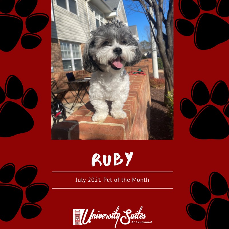 USuitesApts's tweet image. Meet our July 2021 Pet of the Month! HOW pawfect is this cute doggie!! Congratulations Ruby, and your fur momma, Gianna! Stop by tomorrow for Ruby's gift! #petofthemonth #suiteliving #petfriendly #weloveourpets #livethesuitelife