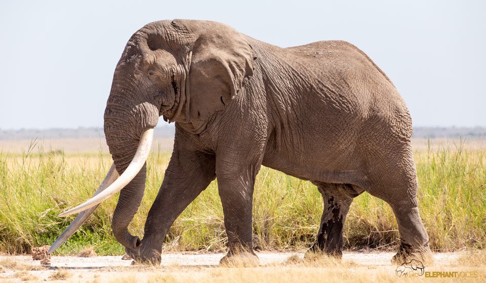 elephantvoices's tweet image. This description from #TheElephantEthogram defines the behavior Chin-In: A male in musth Standing or Walking with his head held well above his shoulders, and his “chin” or jaw held “tucked in” toward the neck. Chin-In is a component of the Musth-Walk and Musth-Constellation.
