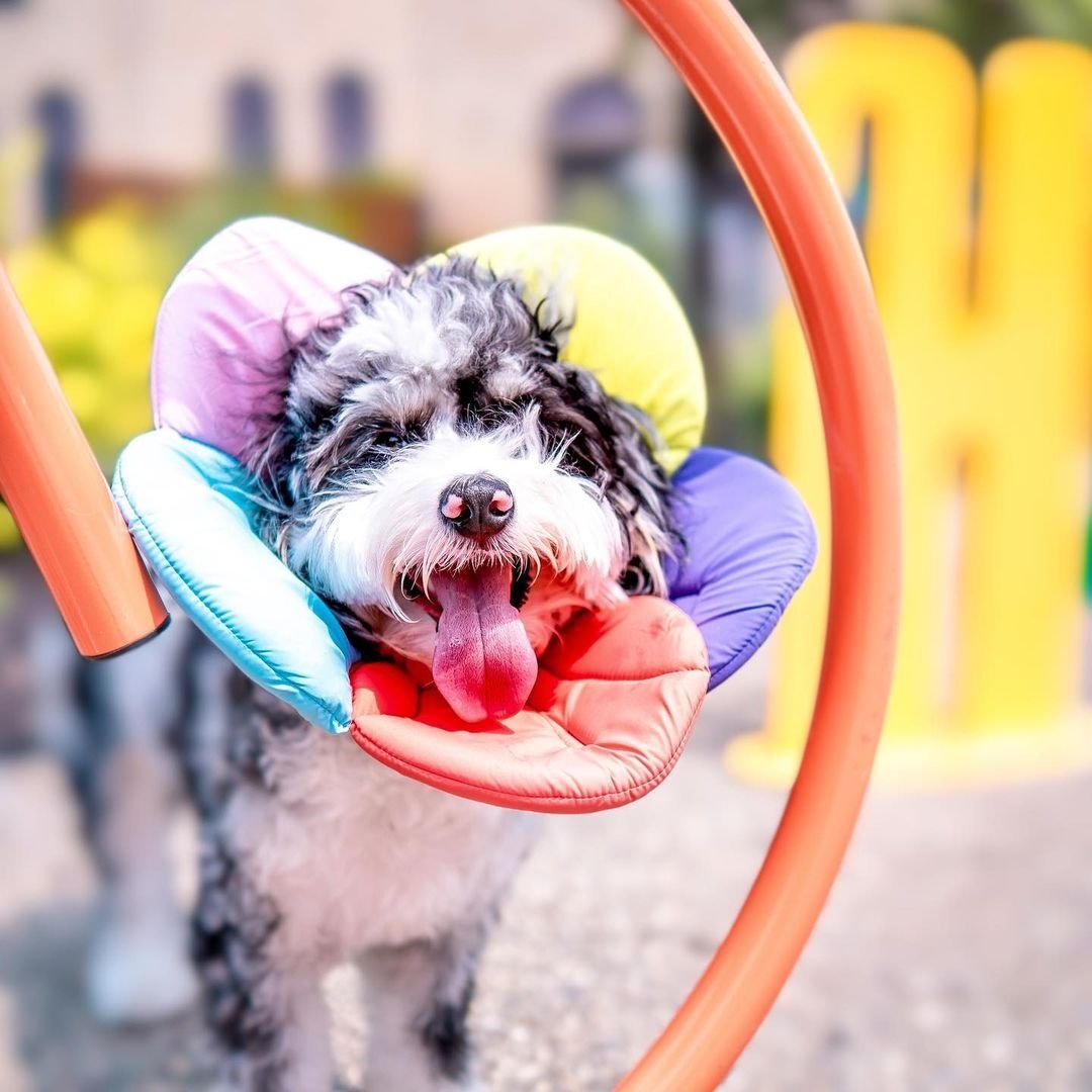 Best the best version of yourself (even if you have a cone on your head) 🐶

Often the people we meet are ecstatically surprised to find that the #TheHighlinePGH is dog-friendly! 
Call us today at 412-281-9000 to tour! 
📷courtesy of @talesofbobadoodle
#dogsburgh #dogsofHighline
