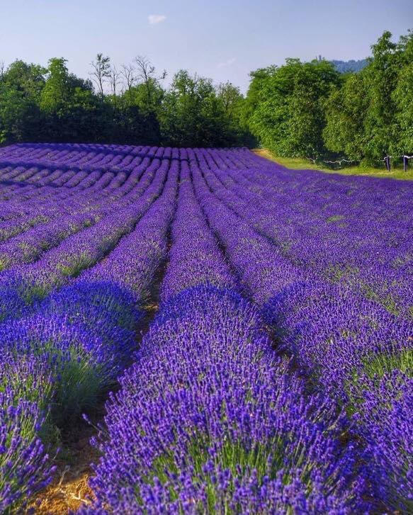 The smell of this field 😍😍😍
#SummerinLombardia #inLombardia
📍Godiasco, Pavia
#italy #italia #travelpics #throwbackthursday  @italia_USA_MEX