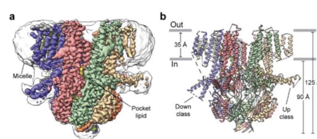 The Ward Lab (@wardlab1) on Twitter photo Check out our latest membrane protein structure of Flycatcher1 - a mechanosensitive ion channel involved in Venus flytrap prey recognition! Great work led by grad student Sebastian Jojoa-Cruz and lab alum Kei Saotome in collaboration with <a href="/ardemp/">Ardem Patapoutian</a> lab Check out our latest membrane protein structure of Flycatcher1 - a mechanosensitive ion channel involved in Venus flytrap prey recognition! Great work led by grad student Sebastian Jojoa-Cruz and lab alum Kei Saotome in collaboration with <a href="/ardemp/">Ardem Patapoutian</a> lab
