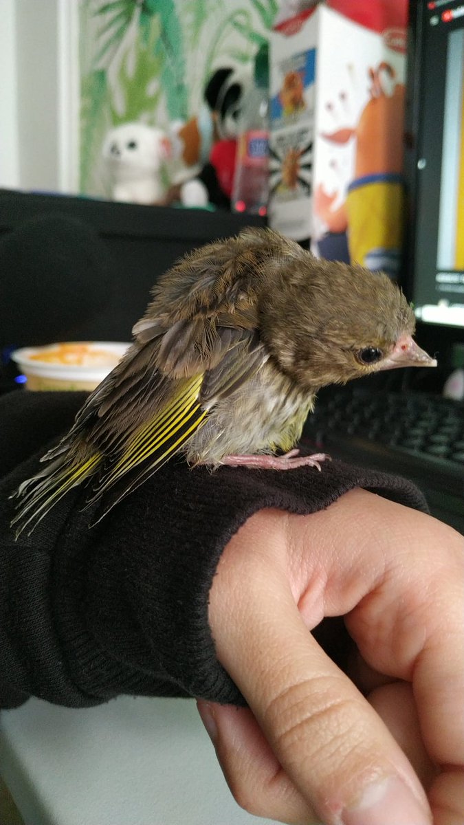 ✨En este hilo quiero contar la historia de Príncipe y de que busco un compañero para él, algún pájaro sociable que no pueda volar, para que no esté solo

↓