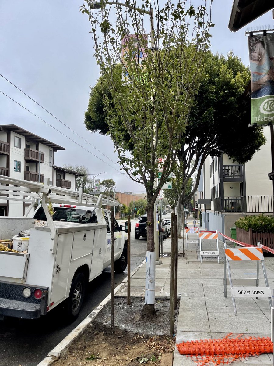 Northern California Cherry Blossom Festival 🌸 tweet media