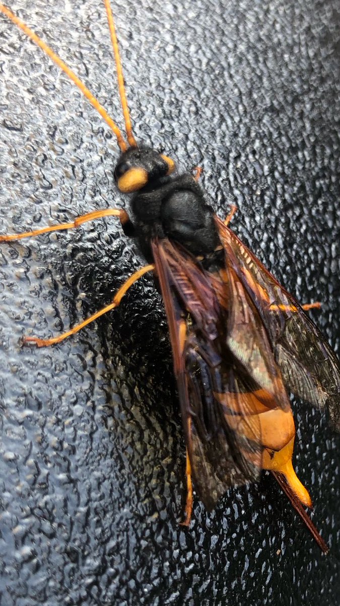 Had an unusual visitor in my garden this afternoon (which the cat took great interest in!) never seen anything like it before, any ideas what it is?! <a href="/WildlifeTrusts/">The Wildlife Trusts</a> <a href="/DerbysWildlife/">Derbyshire Wildlife Trust</a> <a href="/Nottswildlife/">Nottinghamshire Wildlife Trust</a>