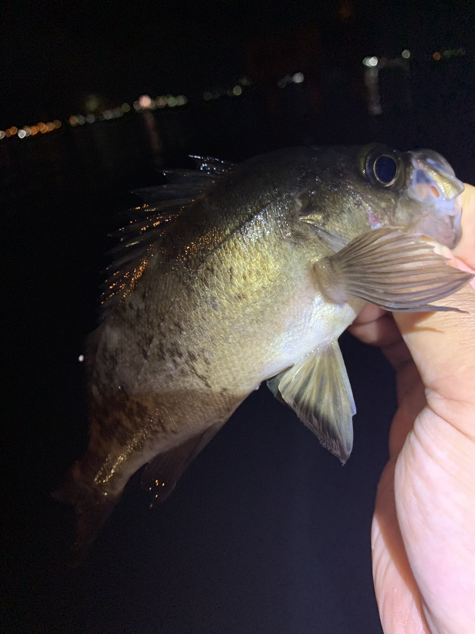 日曜日よりの使者 雨だったからかエイが多かったからか シーバスも不在で渋いが色々試せた釣りだった センチ以上で食べる子だけ連れ帰る アジも少しだけ居たが小さくリリース もう少し色々やらないと メバルが渋くなって回遊魚が不在時は辛い 考え