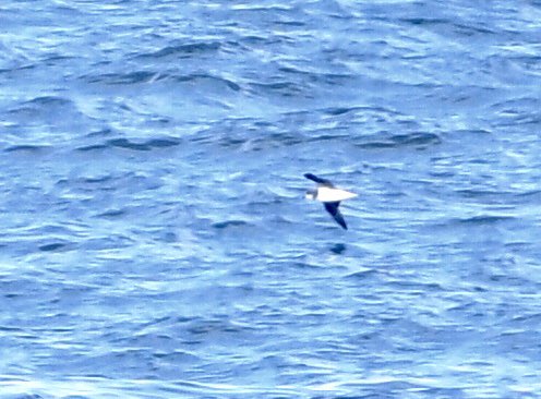 Z4birding's tweet photo. Fea’s type petrel past Newbiggin Church Point 17:16pm Well track up the coast @NTBirdClub wrong camera settings but you get the idea. https://t.co/tBvOZbONJ6