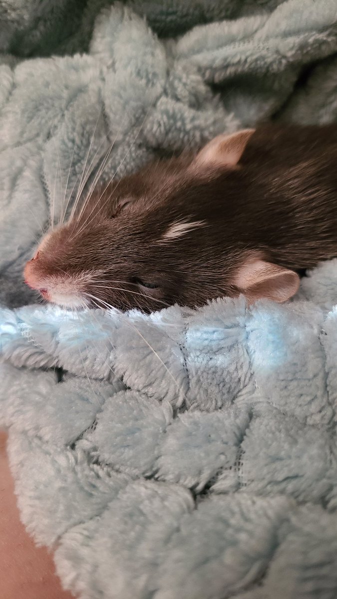 AmandaEloquent's tweet photo. Our little Cordelia needs good thoughts and love. She had an accident, I didn't see it but vet thinks jaw fracture, she then began having seizures which have since stopped, but I have sinking feeling she is hemorrhaging and today is really hard, I'm afraid we're losing her. https://t.co/SJELlDb8XT