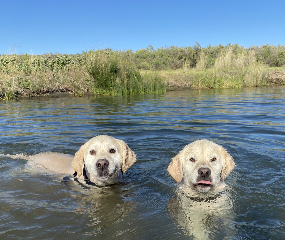 Two_GoofyDogs's tweet photo. While Charlie (right) sits on his haunches in the water, Harry does what he can to keep his lips out of the water. Harry’s eyes are so deep and soulful.
#twogoofydogs
#firsttimeswimming #soulful #staycool
#love #englishcreamgoldenretriever #foundagoodhome #foundlove #sweet https://t.co/m4lShUZS94