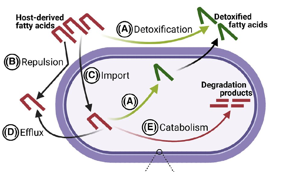 Andreas Peschel (@andreaspeschel1) on Twitter photo Host fatty acids can be antimicrobials, nutrients, or signals for bacteria. Find out how bacterial cope with host fatty acids in the new Trends Microbiol with <a href="/Arnaud_Kengmo/">Arnaud Kengmo</a> and <a href="/EijkelkampLab/">EijkelkampLab</a>.
Bacterial adaptation strategies to host-derived fatty acids sciencedirect.com/science/articlโฆ Host fatty acids can be antimicrobials, nutrients, or signals for bacteria. Find out how bacterial cope with host fatty acids in the new Trends Microbiol with <a href="/Arnaud_Kengmo/">Arnaud Kengmo</a> and <a href="/EijkelkampLab/">EijkelkampLab</a>.
Bacterial adaptation strategies to host-derived fatty acids sciencedirect.com/science/articlโฆ