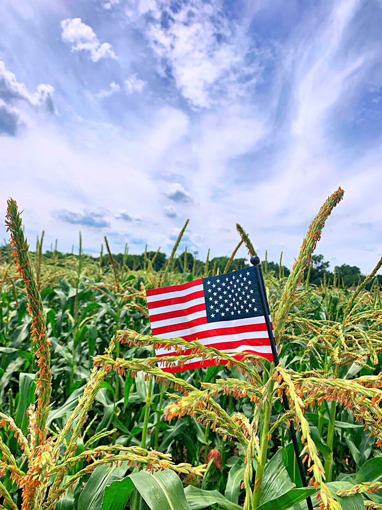 Q Connealy On Twitter Don T Say It Don T Say It Don T Say It It S Knee High By The 4th Of July Szn Darn It