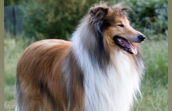 ellymaymoments's tweet photo. Hey #KansasCity we are looking for an adult collie to model ASAP! #dogsofkc #kcmo https://t.co/mSZZVwZejG